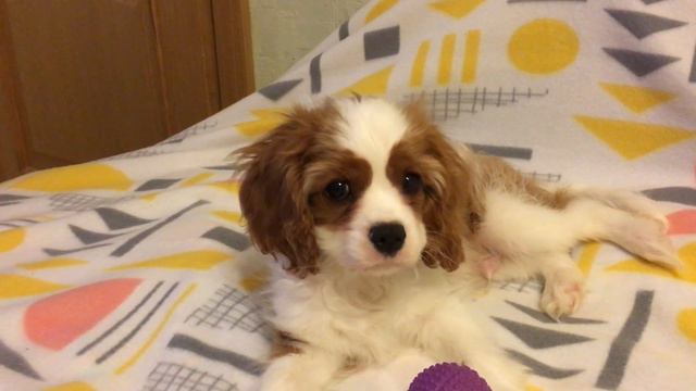 Милый щеночек Деми играет с мячиком