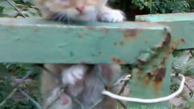 Котэ - скалолаз ищет себе хозяина...