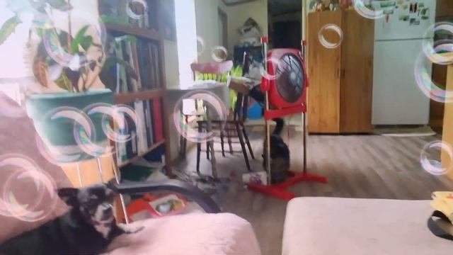 So Hard 2 leave the house 2 go work..6/9/19 #gottogouberindetroitmichigan # bellevillemichigan