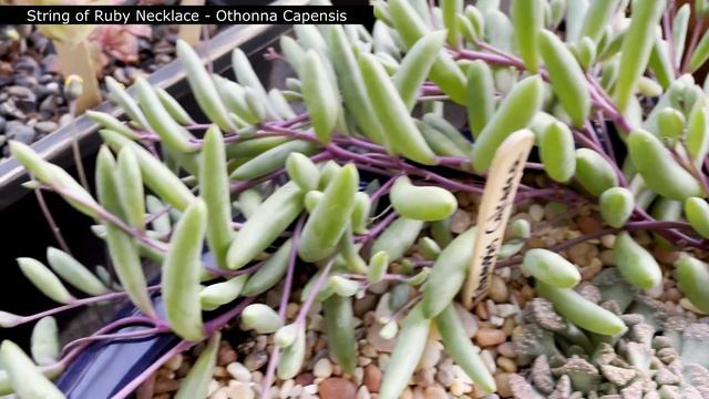 How To Care For Ruby Necklace | Othonna Capensis | Succulents By Vonny