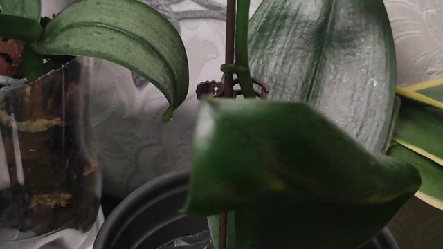 Обзор моих орхидей в марте 2024 г. (часть 1)#орхидеи#обзор#цветы#красота#цветоводство