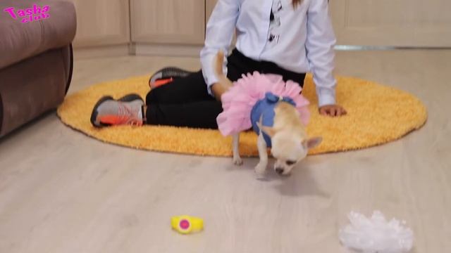 КАНЦЕЛЯРИЯ и ЛУК в школу .СОБАКА решает новое ВЗРОСЛОЕ или старое детское. Back To School Tasha Clu