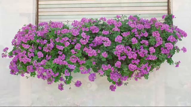 Roberta's 4-piece Scented Citronella Geranium Collection On QVC