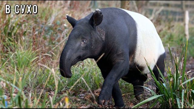 Чепрачный тапир