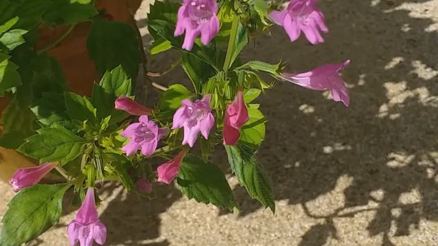Calamintha Grandiflora