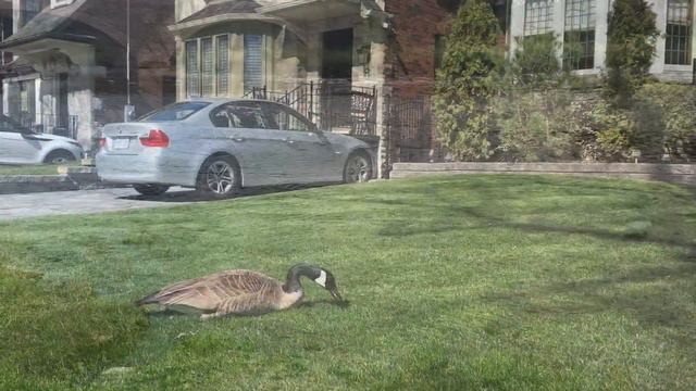 Только в Канаде:) Забавные дикие животные большого Торонто