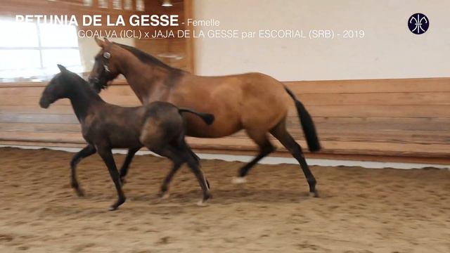 PETUNIA DE LA GESSE * 2019 - PSL