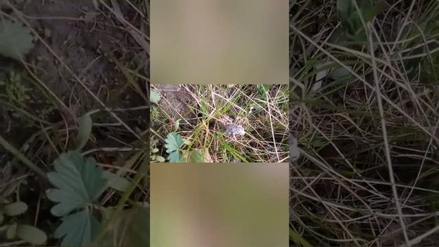 Влог Воскресенье, плодотворный день, работы на огороде