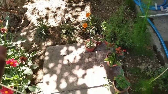 ЕЗ ОВКАТЛАРИ??? , ГЛАДИОЛУСИМ ГУНЧА КИЛДИ ??