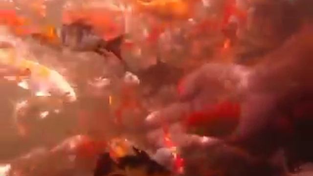 6e653a2d08dc99d967d5df0e9c258f81