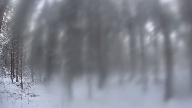 Охота с Русскими гончими на зайца 27 12 20