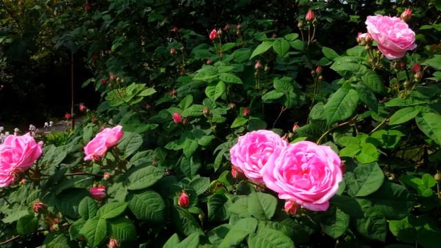 Ricky King - Maria Elena