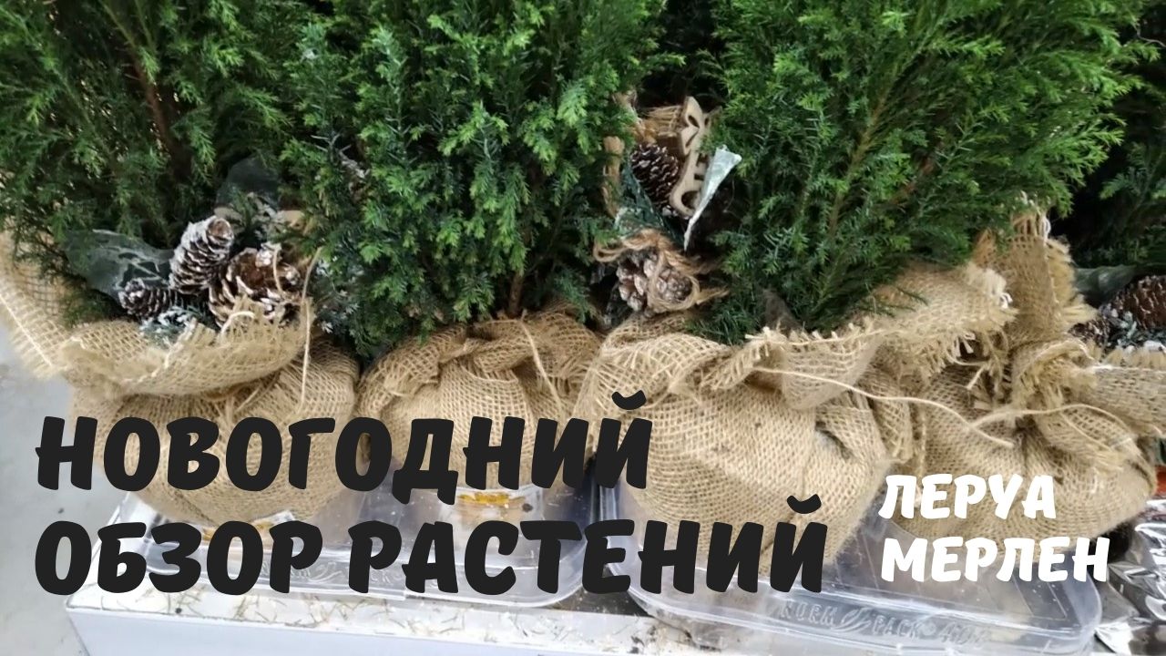 Новогодний обзор растений. Магазин Леруа Мерлен. МОИ хотелки...