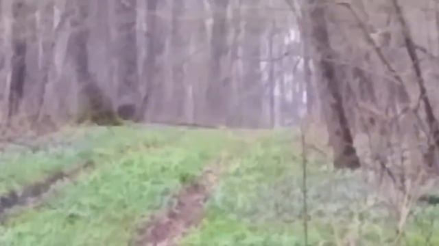 Рубят лес, щепки летят или находки с будущей пустыни