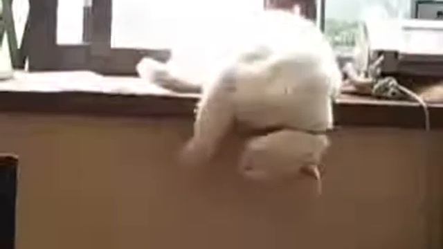 Кот свалился во сне!