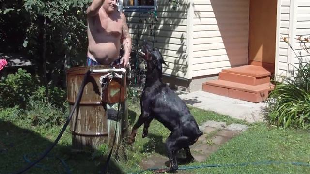 Купание коня из бочки