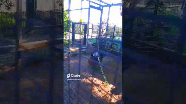 #красиваяприрода.mp4