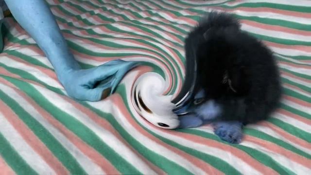 Щенок шпиц 2 месяц чёрный подпалый перед камерой In LOUD EAR BLEEP.