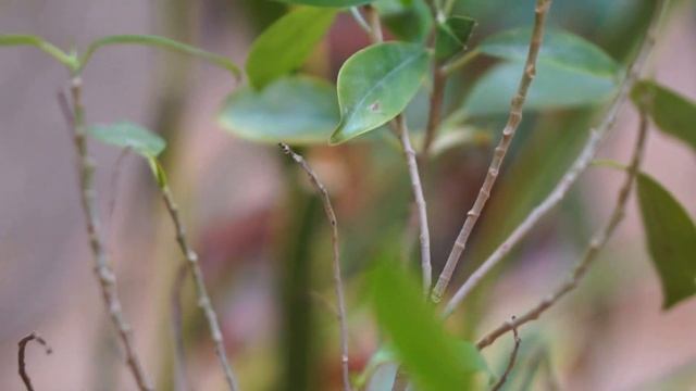 Sony A6000 + Sony 50mm F 1.8 Video Test Hd 1080p