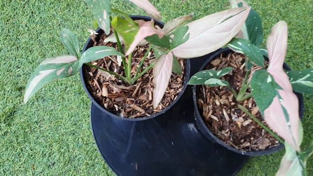 The Charming Of Syngonium Red Spot Tricolor || Syngonium Pink Splash Tricolor