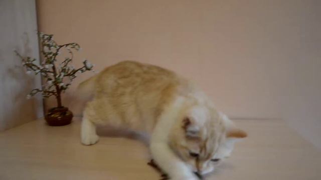 9703a188791356f035f48ad18cb0d3ba