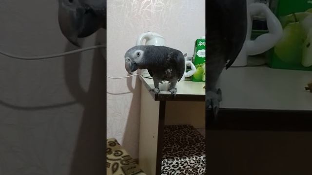 #harizma_ptichka_go Попугай бурохвостый жако