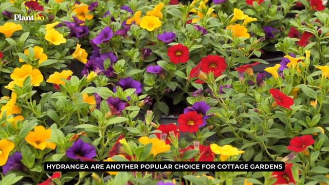 10 Gorgeous Flowers To Brighten Up Your Garden And Boost Your Mood! 🌸🌼✨