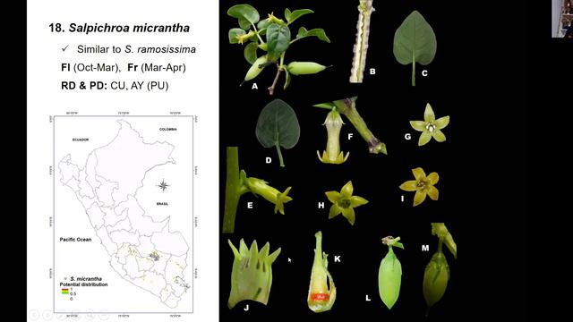 Paul Gonzalez -- How Many Salpichroa Species There Are, And Where Are They?