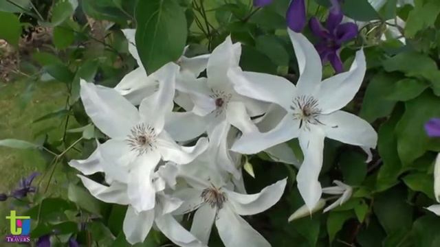 Clématite Beautiful Bride By Pépinières Travers