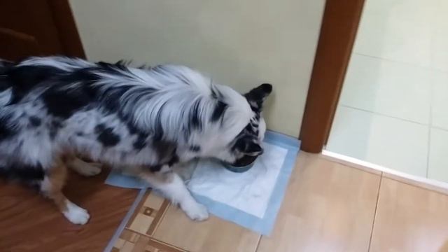 Австралийская овчарка команда кушать.