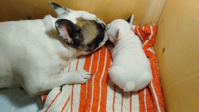 French Bulldog Puppies Play With New Toys. Щенки играют в новые игрушки.. Французский бульдог.