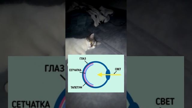 КОТ МИТЯЙ ? ? ? ? (ПОЧЕМУ У котов светящиеся глаза в темноте)????????
