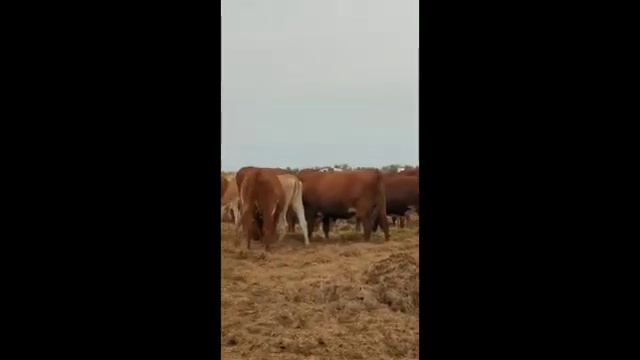 племенные Нетели Красно датской породы