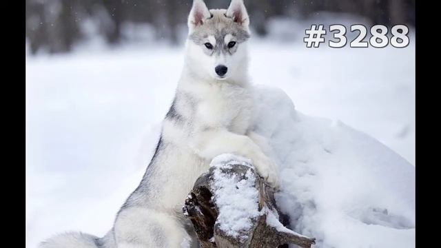 #3288. Собаки (В мире животных)