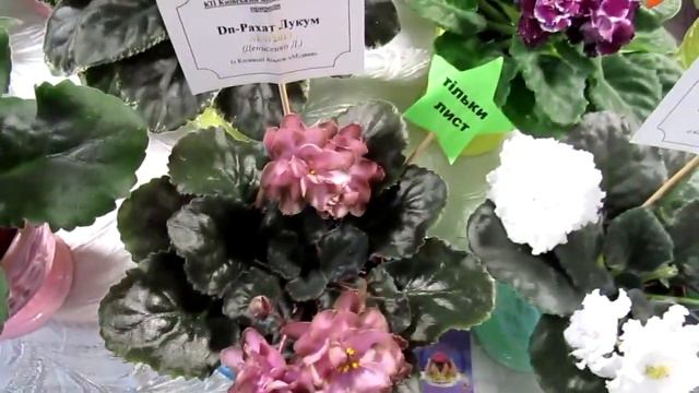 выставка фиалок 22 25 октября 2020 2ч