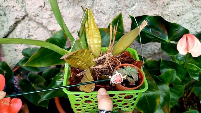 Mis Anturios Adolescentes Y El Cactus Pal Pelo