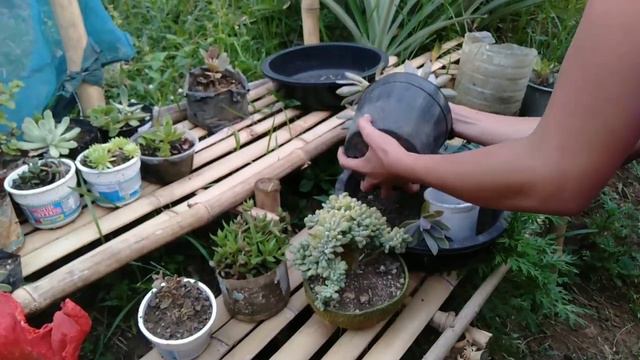 MY SUCCULENT COLLECTION! REPOTTING MY FRED IVES TO A BEAUTIFUL POT! MY DIY POT