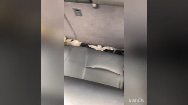 ???ШОК??? Едем на распиле-готовьтесь!  Toyota Kluger в разбор   Hrxm.ru