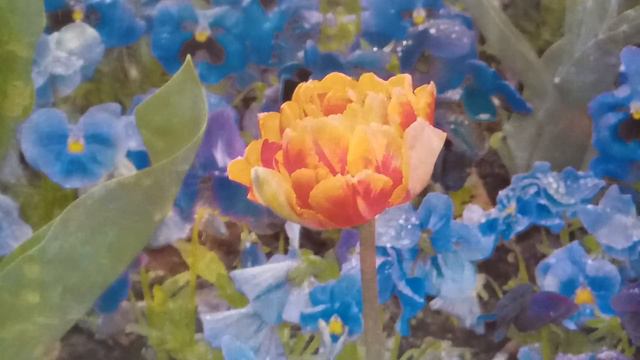 Свадьбы не будет, я женюсь на богатой вдове  Часть 2