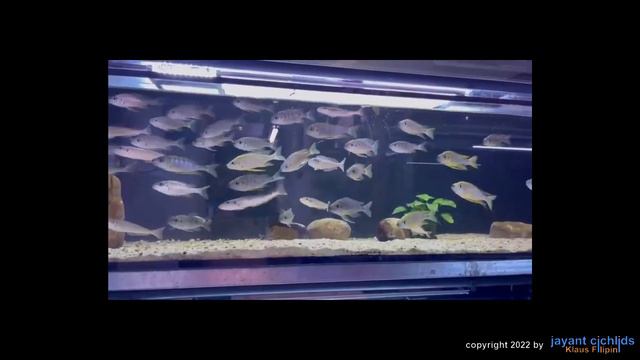 Jayant Cichlids - Opthalmotilapia Nasuta Kiriza WF