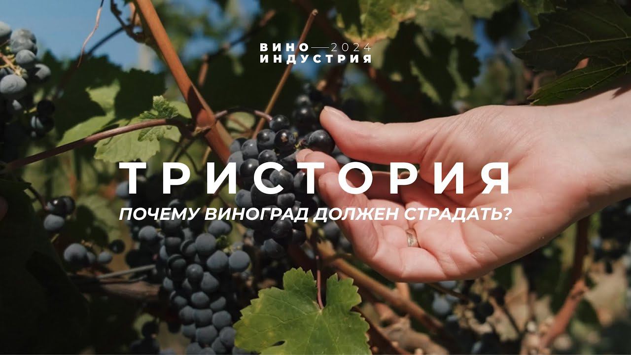 Почему виноград должен страдать? Тур на винодельню Тристория, Краснодарский край