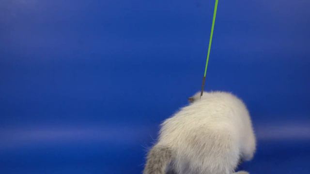 Тайская девочка Fleur, сил-пойнт, 1,5 месяца, Https://www.thaigamlet.ru/