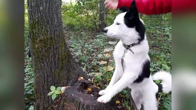 Дрессировка для фотографии