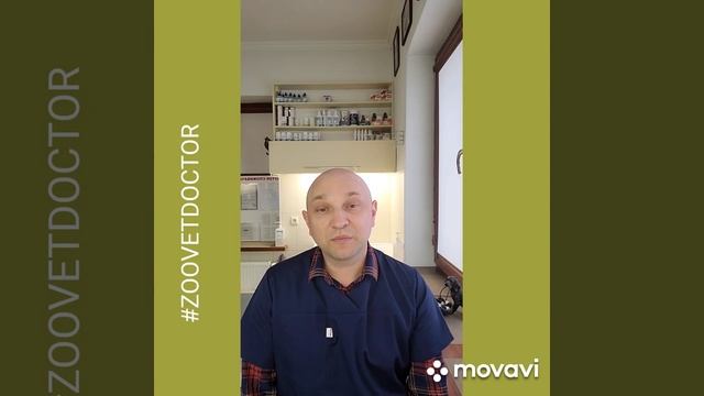 Лакомство при дрессировке животных собак и кошек, что можно давать, нельзя ветеринарная клиника бло