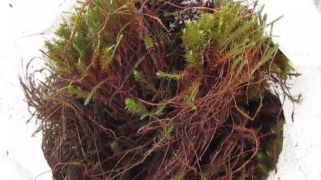 Мох для сруба - это мох кукушкин лен!