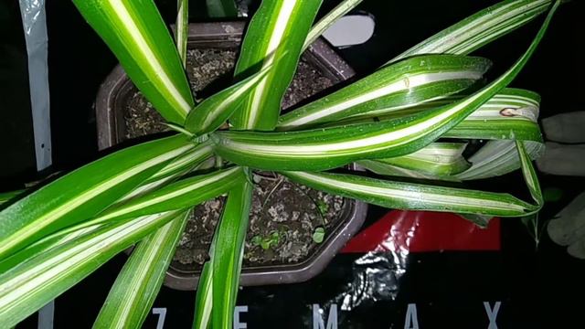 Hlorofitum Za Cistiji Vazduh