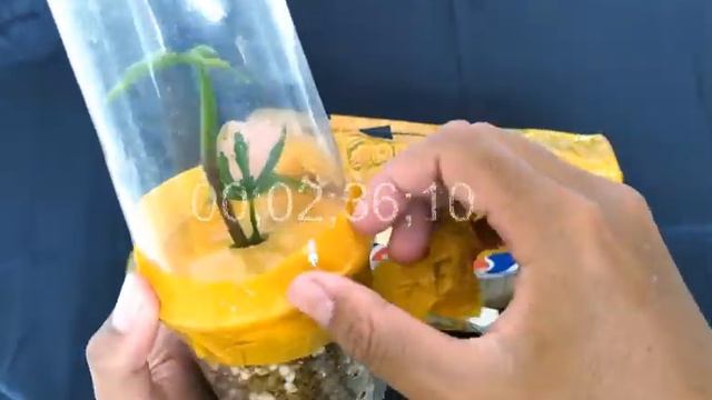 ( UNBOXING TANAMAN ! ) 