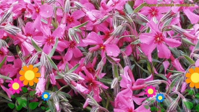 Флокс шиловидный Скарлет Флейм. Краткий обзор, описание характеристик Phlox Subulata Scarlet Flame