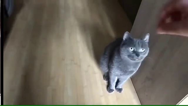 Кошка соходит с ума от рыбего корма под подлую еврейскую музыку 1 минуту и 10 секунд