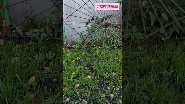 Газон, третий ролик, этапы роста, появились какие-то результаты, 16.09.2018